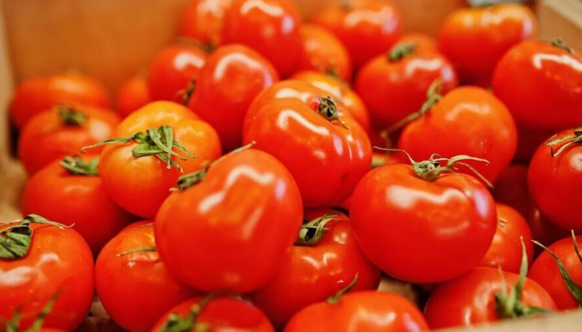 Fresh tomatoes on the vine with even red color, firm skins, and visible green stems